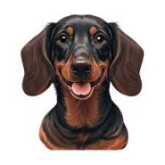 Dawco Dachshunds