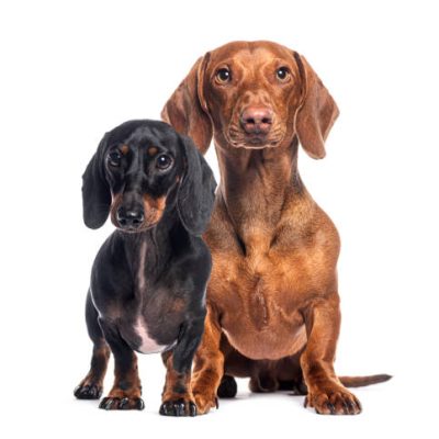 Two dachshunds, one black and tan and one red, sitting together and looking at the camera
