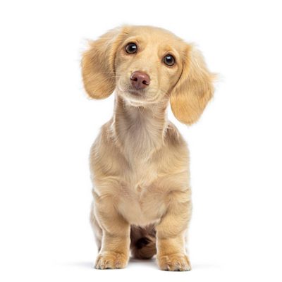 Long-haired dachshund puppy sitting, looking at camera with a curious head tilt